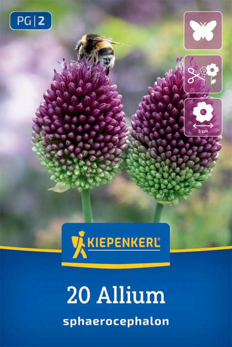 Bild 1 von Kiepenkerl HerbstHerbstblumenzwiebel Zierlauch Allium sphaerocephalon 20 Stück