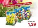 Bild 1 von Riesenauswahl Blumenzwiebeln