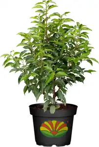 Portugiesischer Kirschlorbeer Prunus lusitanica 5 L Container