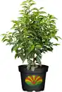 Bild 1 von Portugiesischer Kirschlorbeer Prunus lusitanica 5 L Container