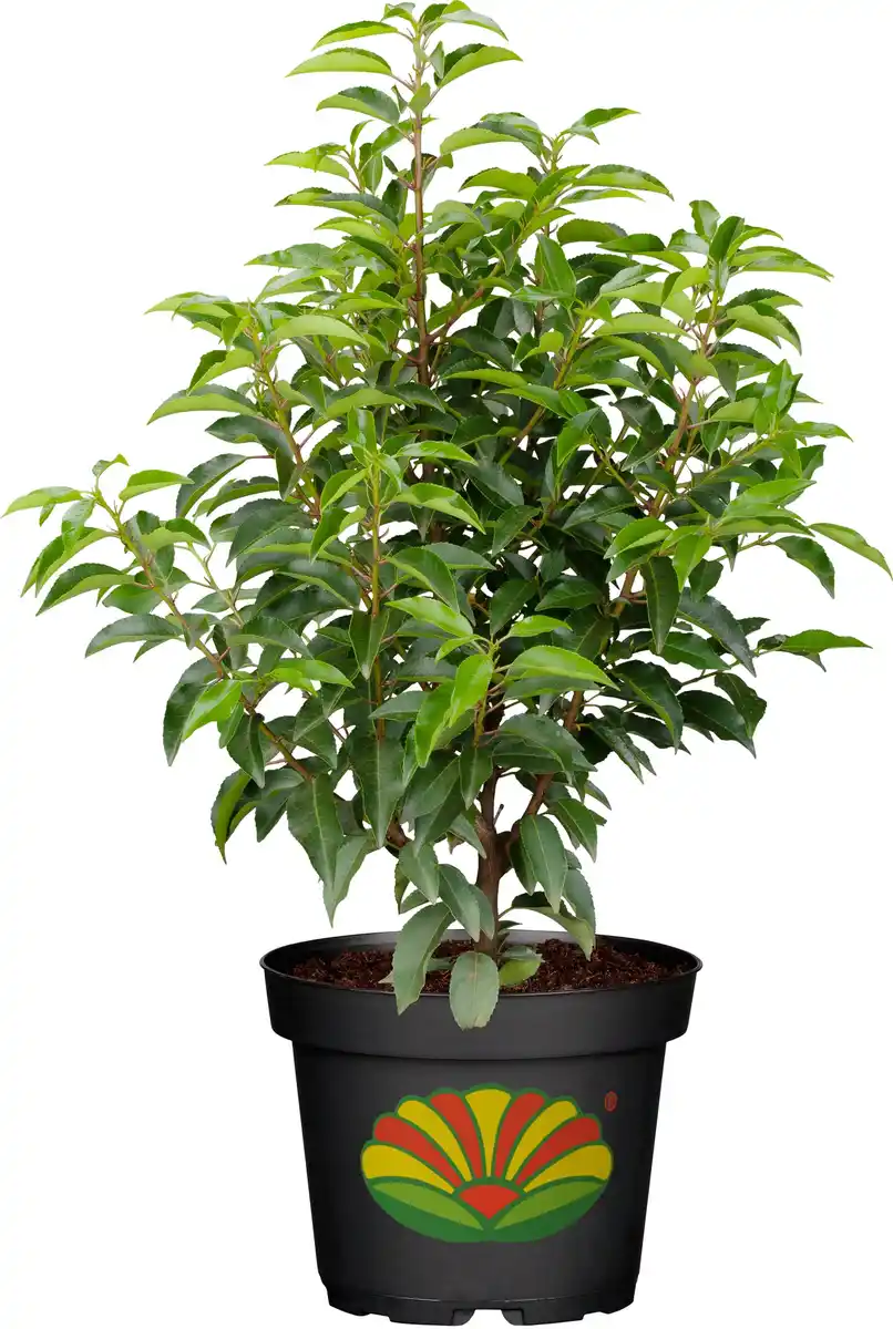Bild 1 von Portugiesischer Kirschlorbeer Prunus lusitanica 5 L Container