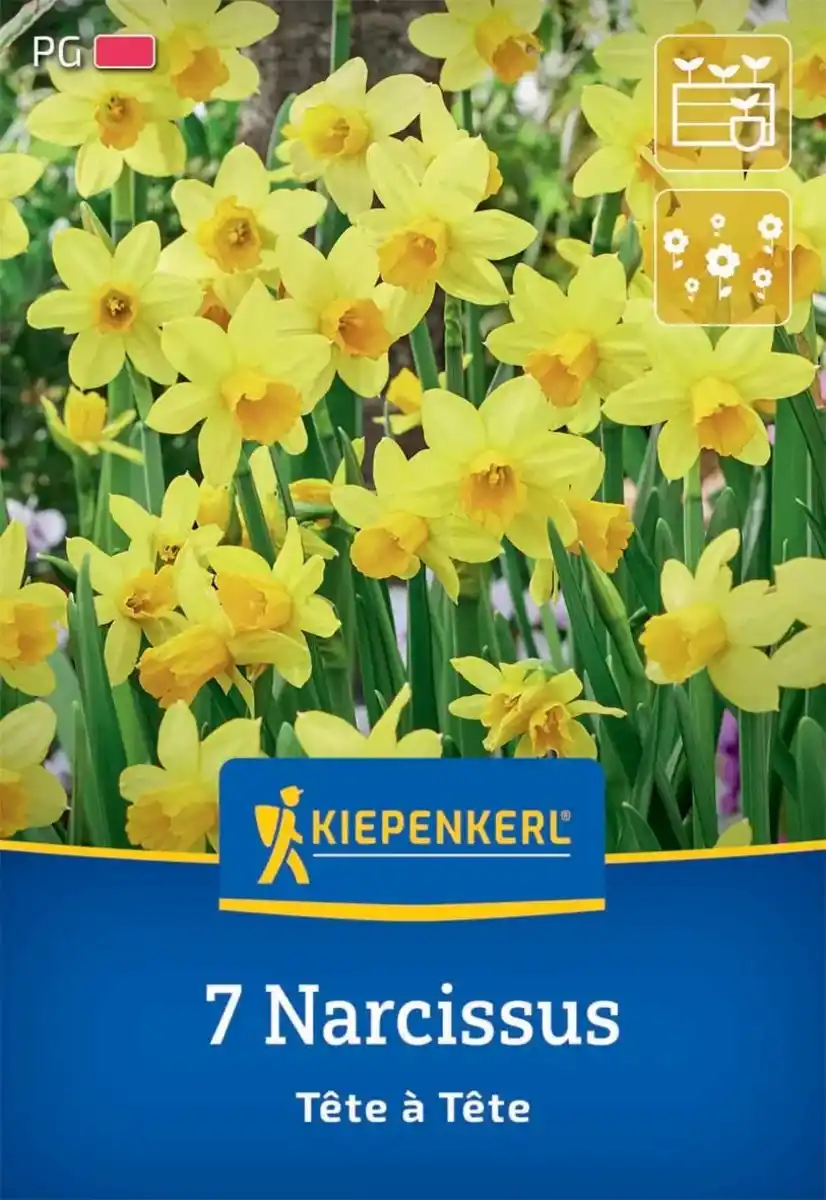 Bild 1 von Kiepenkerl Herbstblumenzwiebel Alpenveilchen-Narzisse Tête à Tête 7 Stück
