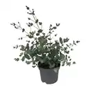 Bild 1 von GARDENLINE Eukalyptusbusch