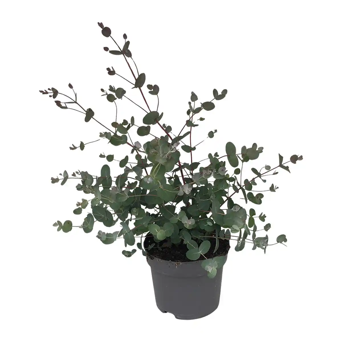 Bild 1 von GARDENLINE Eukalyptusbusch
