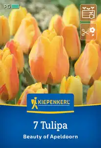 Kiepenkerl Herbstblumenzwiebel Darwin-Hybrid-Tulpe Beauty of Apeldoorn 7 Pflanzen