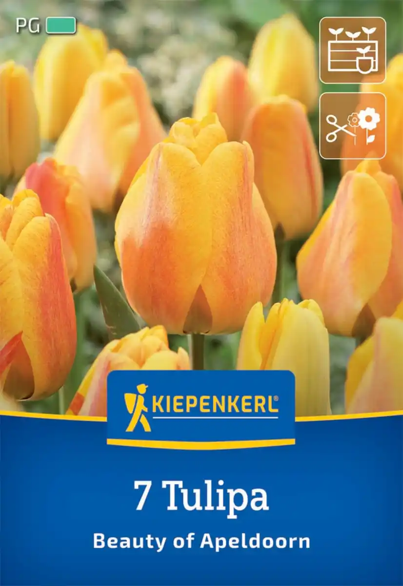 Bild 1 von Kiepenkerl Herbstblumenzwiebel Darwin-Hybrid-Tulpe Beauty of Apeldoorn 7 Pflanzen
