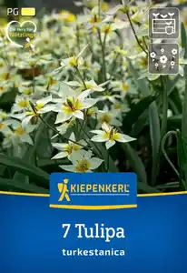 Kiepenkerl Herbstblumenzwiebel Wildtulpe Tulipa turkestanica 7 Stück