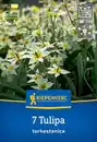Bild 1 von Kiepenkerl Herbstblumenzwiebel Wildtulpe Tulipa turkestanica 7 Stück