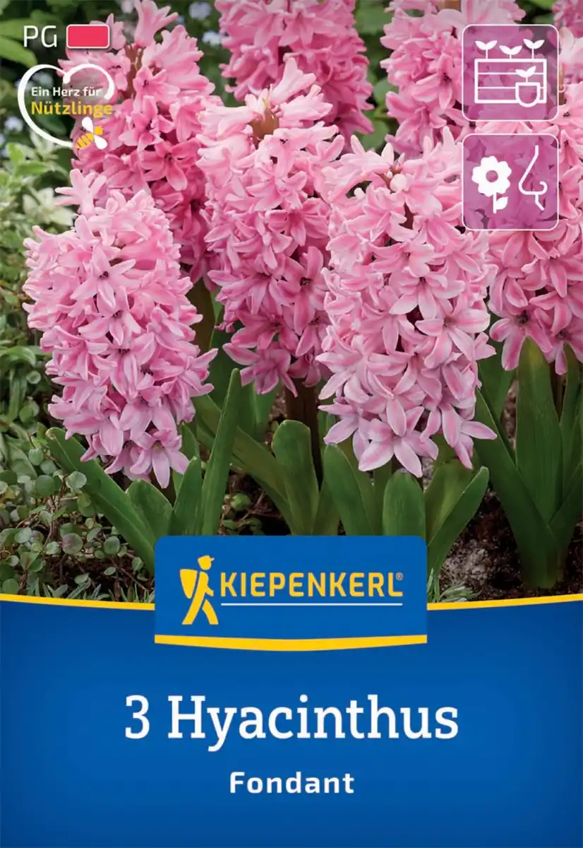 Bild 1 von Kiepenkerl Herbstblumenzwiebel Hyazinthe Fondant 3 Stück