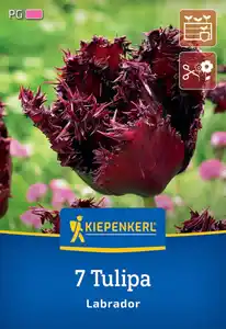 Kiepenkerl Herbstblumenzwiebel Tulpe Labrador 7 Stück