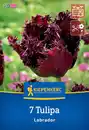 Bild 1 von Kiepenkerl Herbstblumenzwiebel Tulpe Labrador 7 Stück