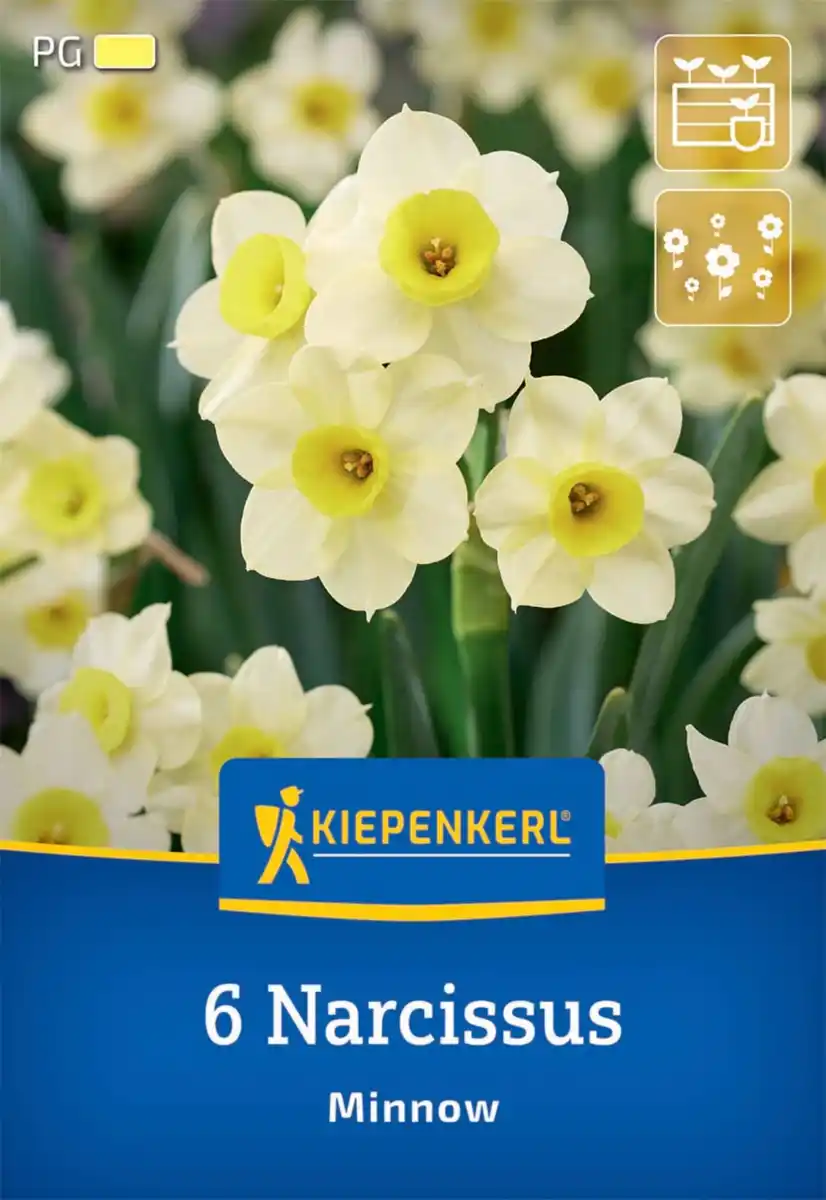 Bild 1 von Kiepenkerl Herbstblumenzwiebel Tazetten-Narzisse Minnow 6 Stück