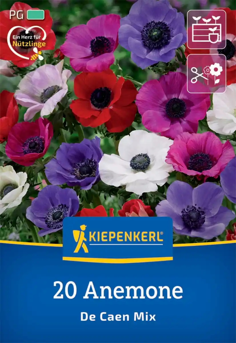Bild 1 von Kiepenkerl Herbstblumenzwiebel Kronen-Anemonen De Caen Mischung 20 Pflanzen