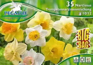 Pegasus BigBag Narzissen Trompetenmischung Narcissus pseudonarcissus
