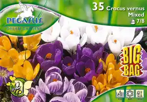 Pegasus BigBag Großblumiger Krokus Mischung Crocus vernus