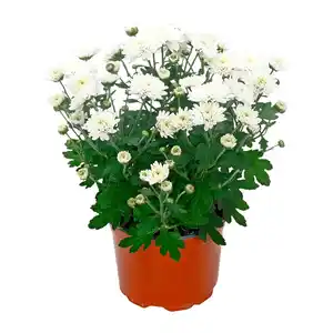 GARDENLINE Chrysantheme