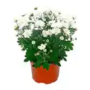 Bild 1 von GARDENLINE Chrysantheme