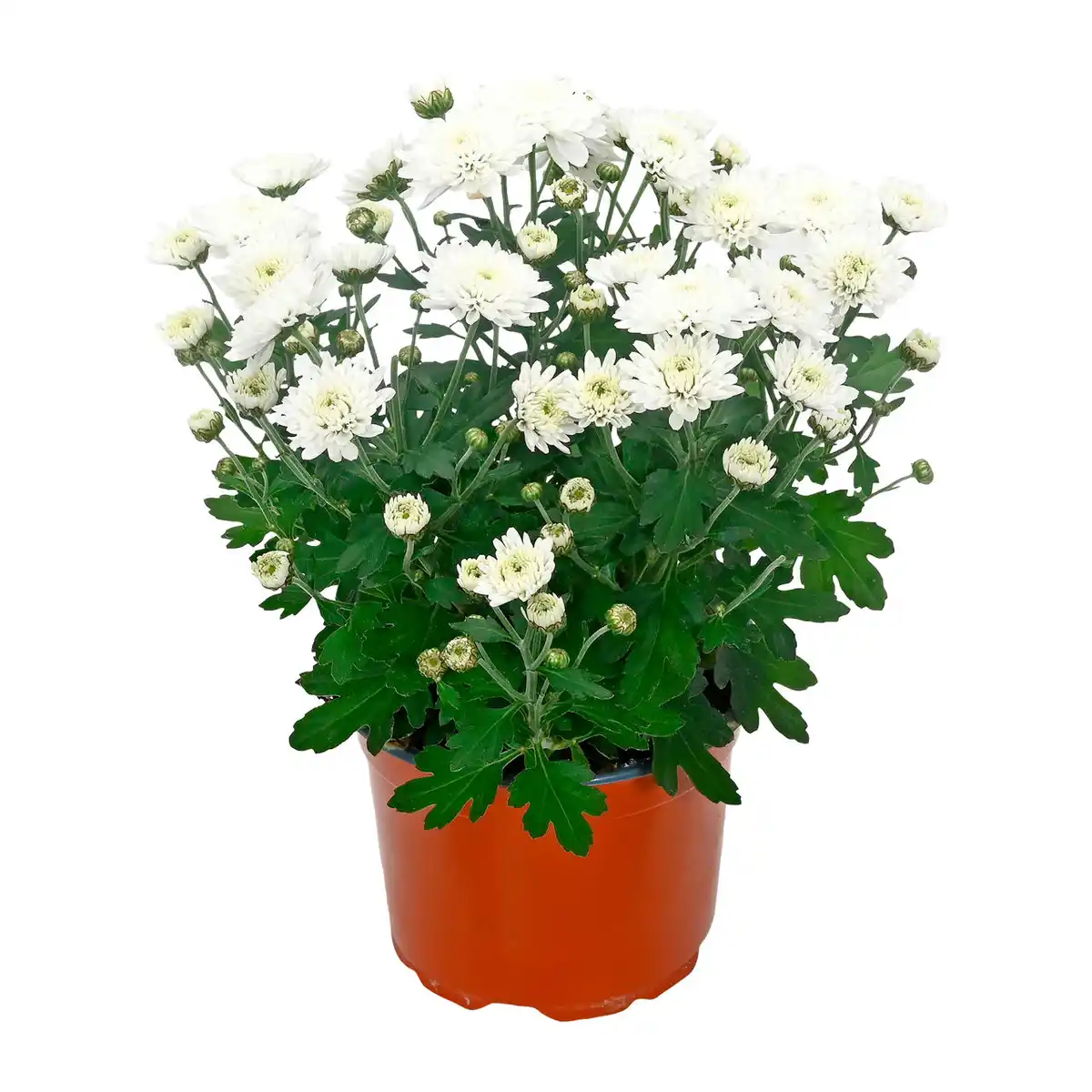 Bild 1 von GARDENLINE Chrysantheme