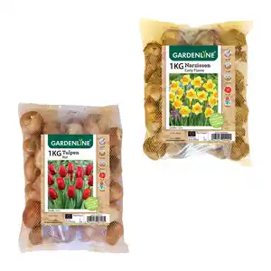 GARDENLINE Narzissen- / Tulpenzwiebeln