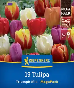 Kiepenkerl Herbstblumenzwiebelmischung Mega-Pack Triumph-Tulpen 19 Stück