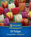 Bild 1 von Kiepenkerl Herbstblumenzwiebelmischung Mega-Pack Triumph-Tulpen 19 Stück
