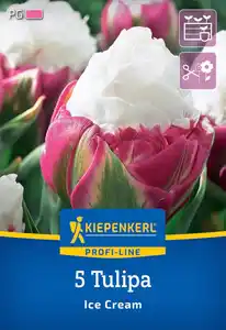 Kiepenkerl Herbstblumenzwiebel Profi-Line Tulpe Ice Cream 5 Stück