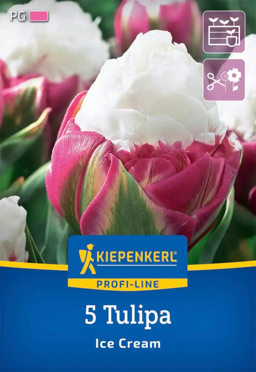 Bild 1 von Kiepenkerl Herbstblumenzwiebel Profi-Line Tulpe Ice Cream 5 Stück