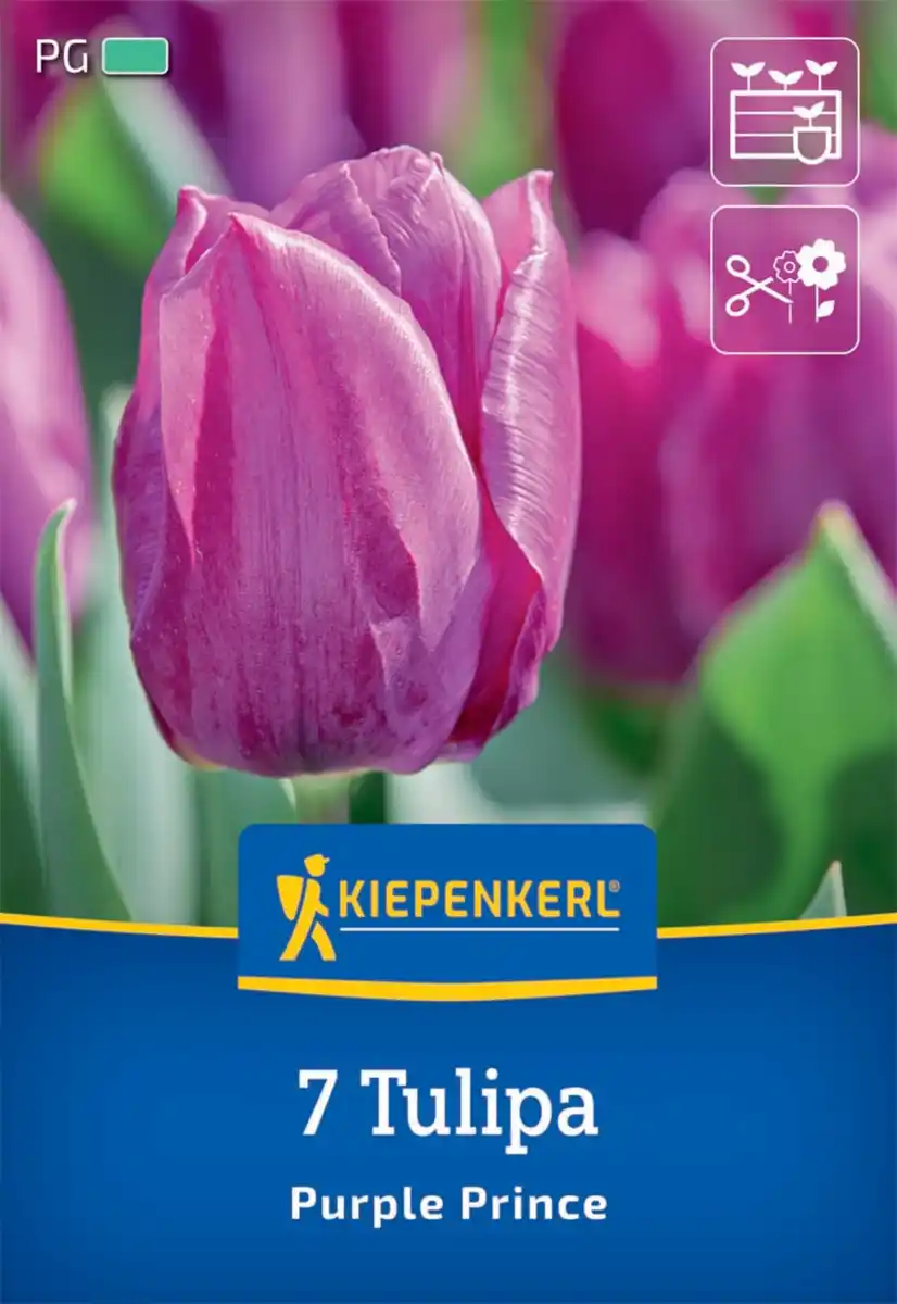 Bild 1 von Kiepenkerl Herbstblumenzwiebel Einfache Frühe Tulpe Purple Prince 7 Pflanzen