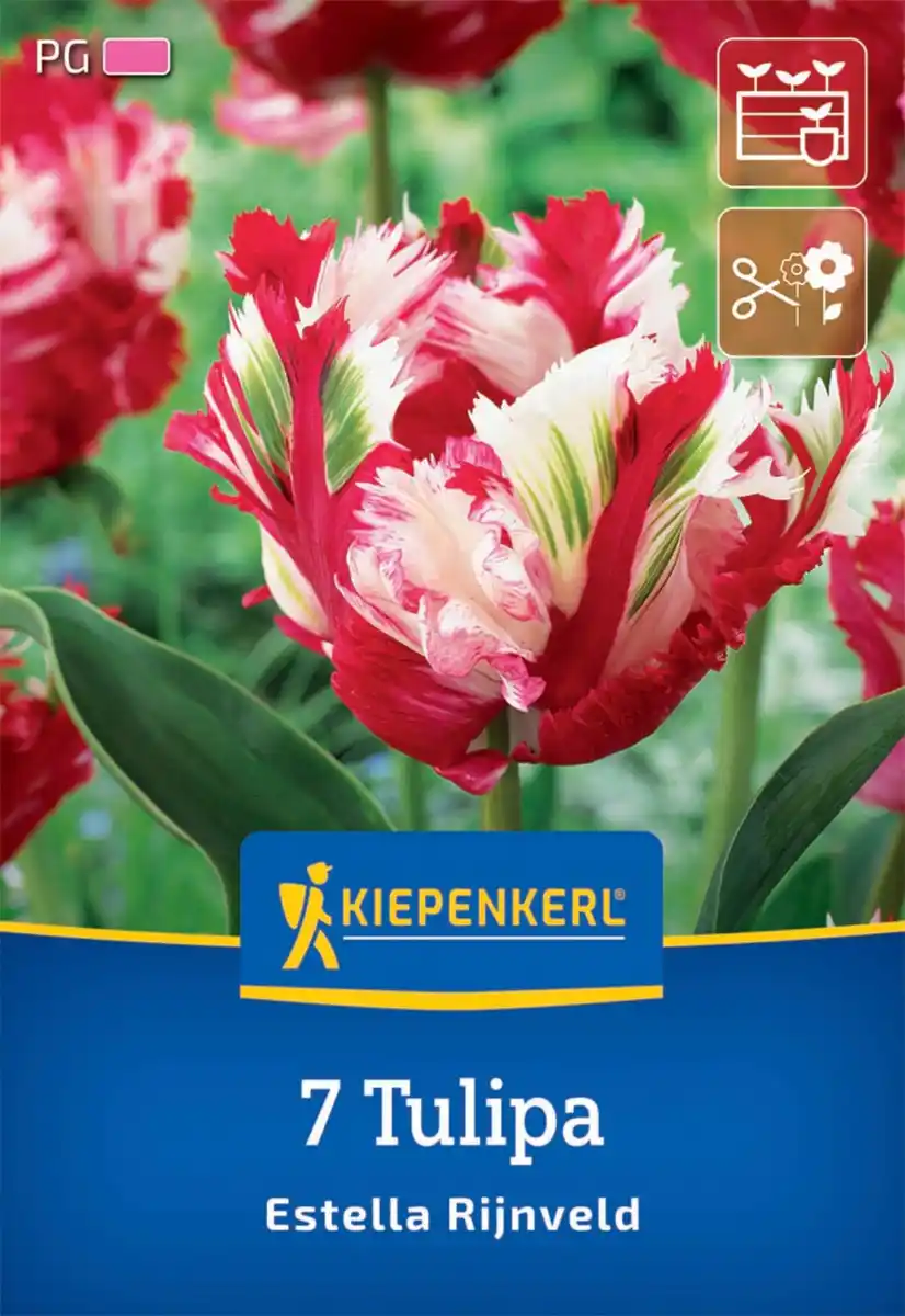 Bild 1 von Kiepenkerl Herbstblumenzwiebel Papagei-Tulpe Estella Rijnveld 7 Stück