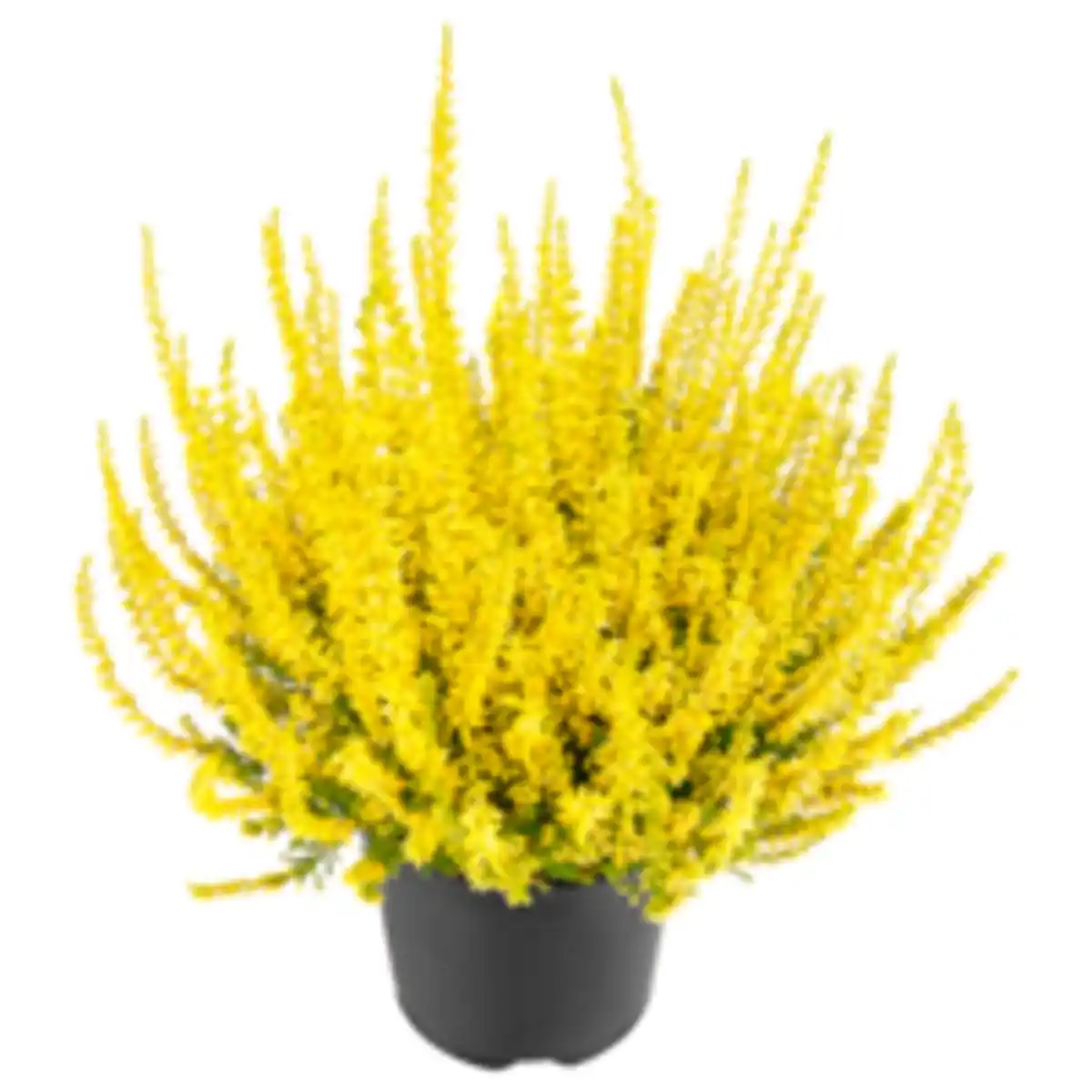 Bild 1 von Gefärbte Besenheide oder REWE Beste Wahl Scheinbeere