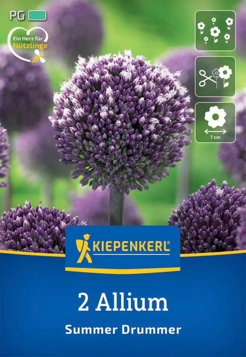 Bild 1 von Kiepenkerl Herbstblumenzwiebel Zierlauch Summer Drummer 2 Stück