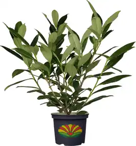 Kirschlorbeer Prunus laur. Novita H 60-80 cm 23 cm Topf