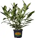 Bild 1 von Kirschlorbeer Prunus laur. Novita H 60-80 cm 23 cm Topf