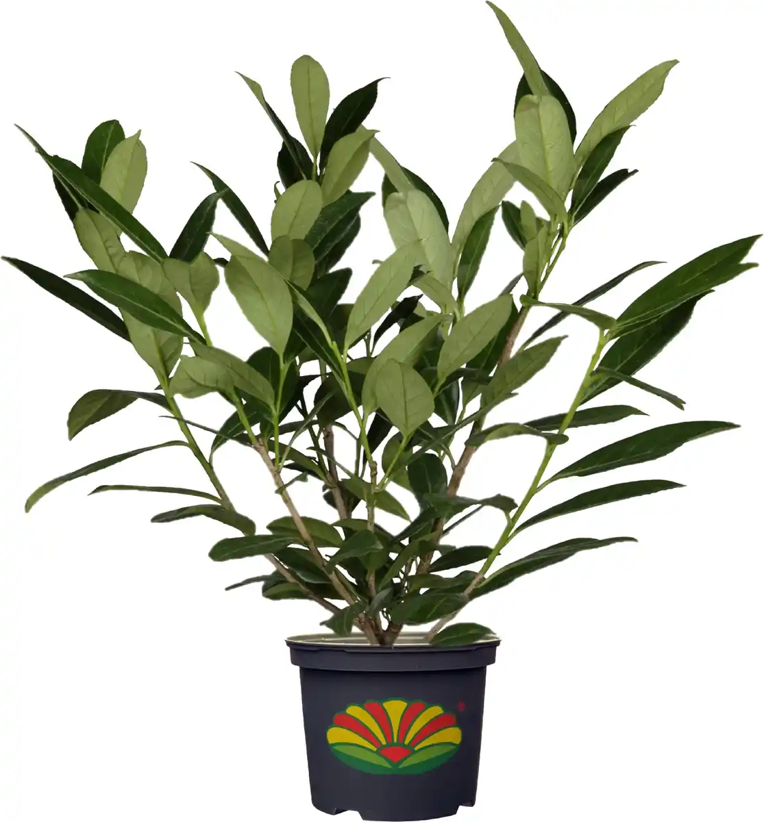 Bild 1 von Kirschlorbeer Prunus laur. Novita H 60-80 cm 23 cm Topf