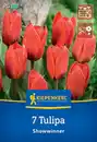 Bild 1 von Kiepenkerl Herbstblumenzwiebel Kaufmanniana-Tulpe Showwinner 7 Pflanzen