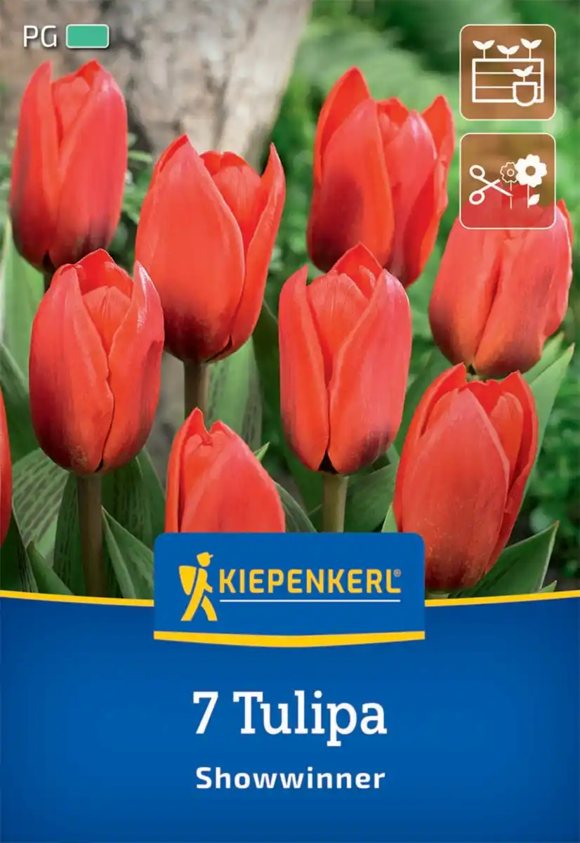 Bild 1 von Kiepenkerl Herbstblumenzwiebel Kaufmanniana-Tulpe Showwinner 7 Pflanzen