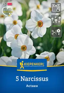 Kiepenkerl Herbstblumenzwiebel Dichternarzisse Actaea 5 Stück