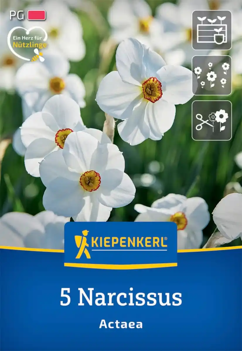 Bild 1 von Kiepenkerl Herbstblumenzwiebel Dichternarzisse Actaea 5 Stück