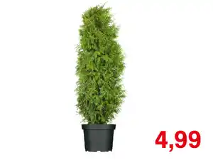 Lebensbaum Brabant