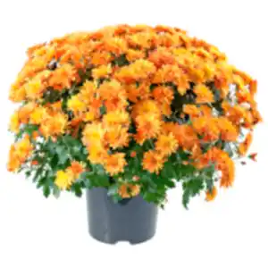 Chrysanthemenbusch XL