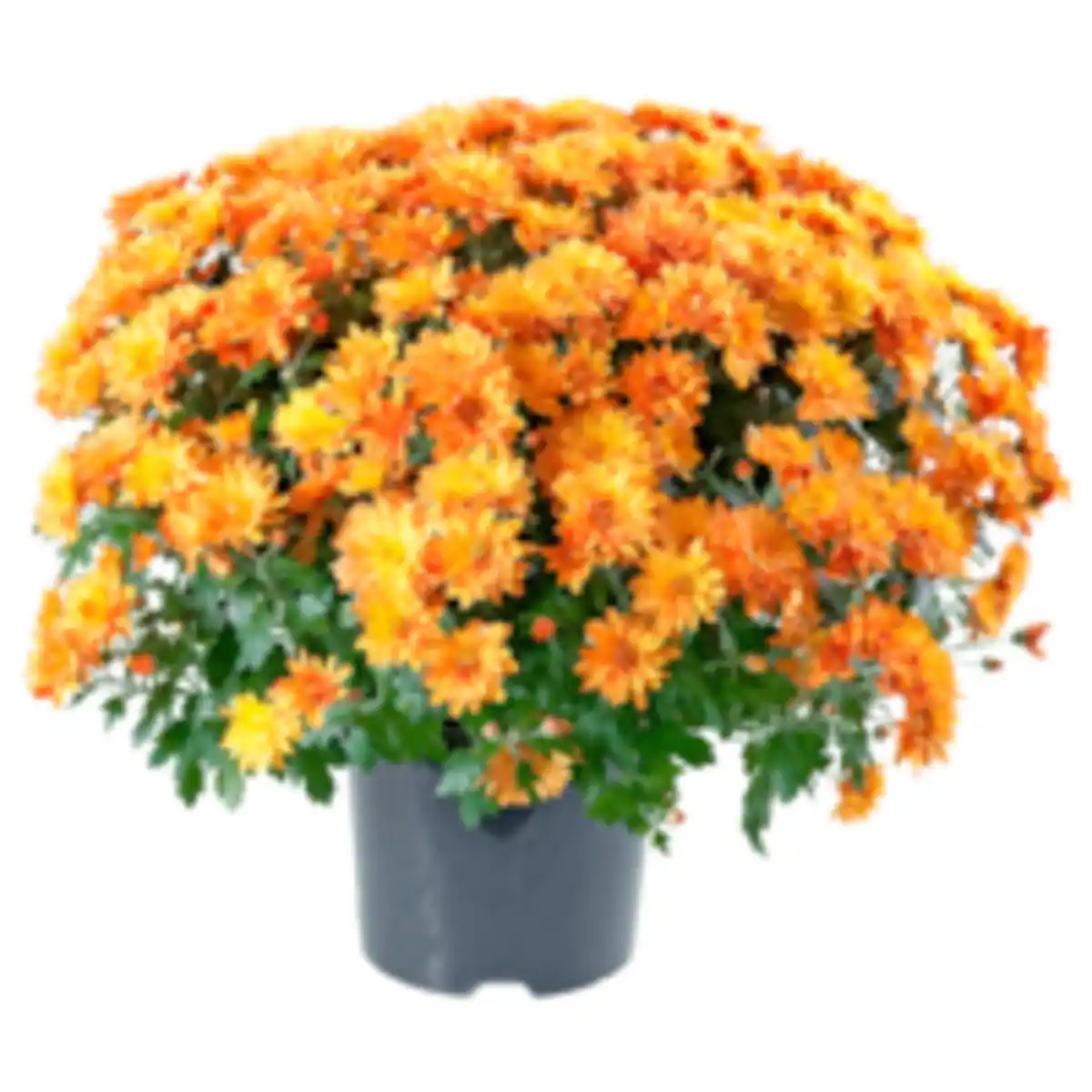Bild 1 von Chrysanthemenbusch XL