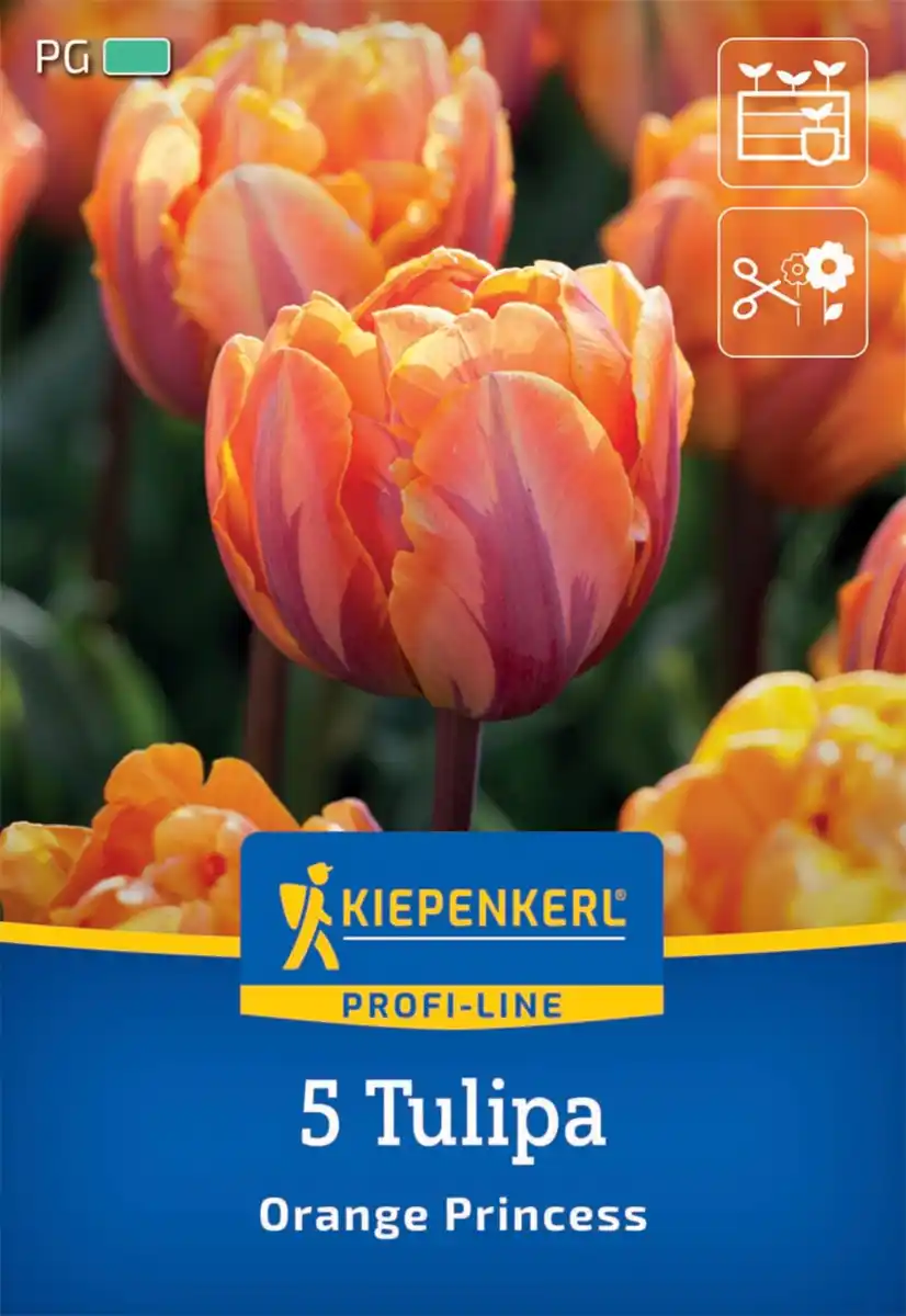 Bild 1 von Kiepenkerl Herbstblumenzwiebel Tulpe Orange Princess 5 Stück
