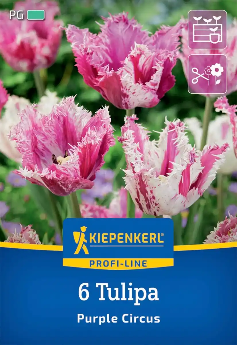 Bild 1 von Kiepenkerl Herbstblumenzwiebel Profi-Line Purple Circus 6 Stück