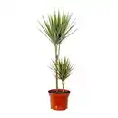 Bild 3 von GARDENLINE Grünpflanze