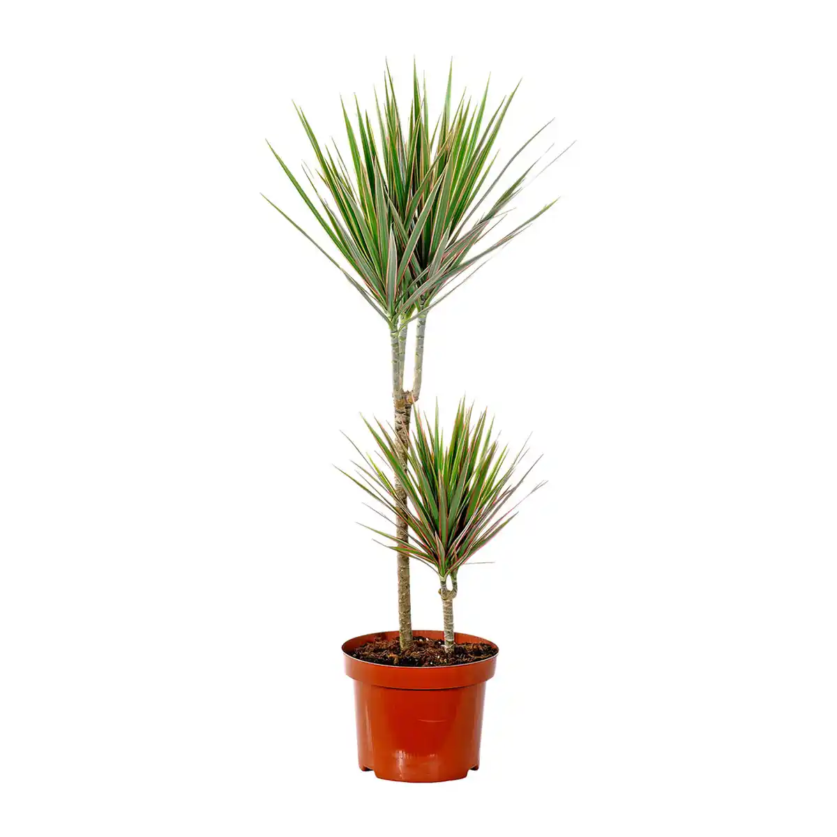 Bild 3 von GARDENLINE Grünpflanze