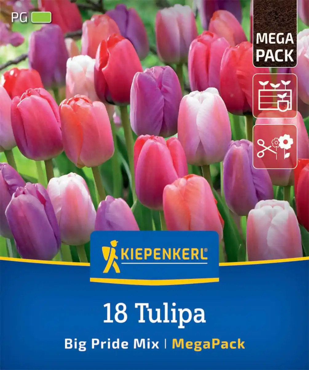Bild 1 von Kiepenkerl Herbstblumenzwiebelmischung Mega-Pack Darwin-Hybrid-Tulpe Big Pride 18 Stück