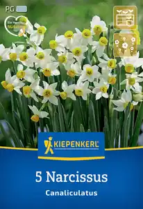 Kiepenkerl Herbstblumenzwiebel Miniatur-Tazetten-Narzisse Canaliculatus 5 Stück