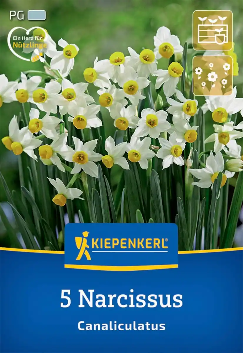 Bild 1 von Kiepenkerl Herbstblumenzwiebel Miniatur-Tazetten-Narzisse Canaliculatus 5 Stück