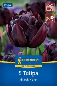 Kiepenkerl Herbstblumenzwiebel Tulpen Black Hero 5 Stück