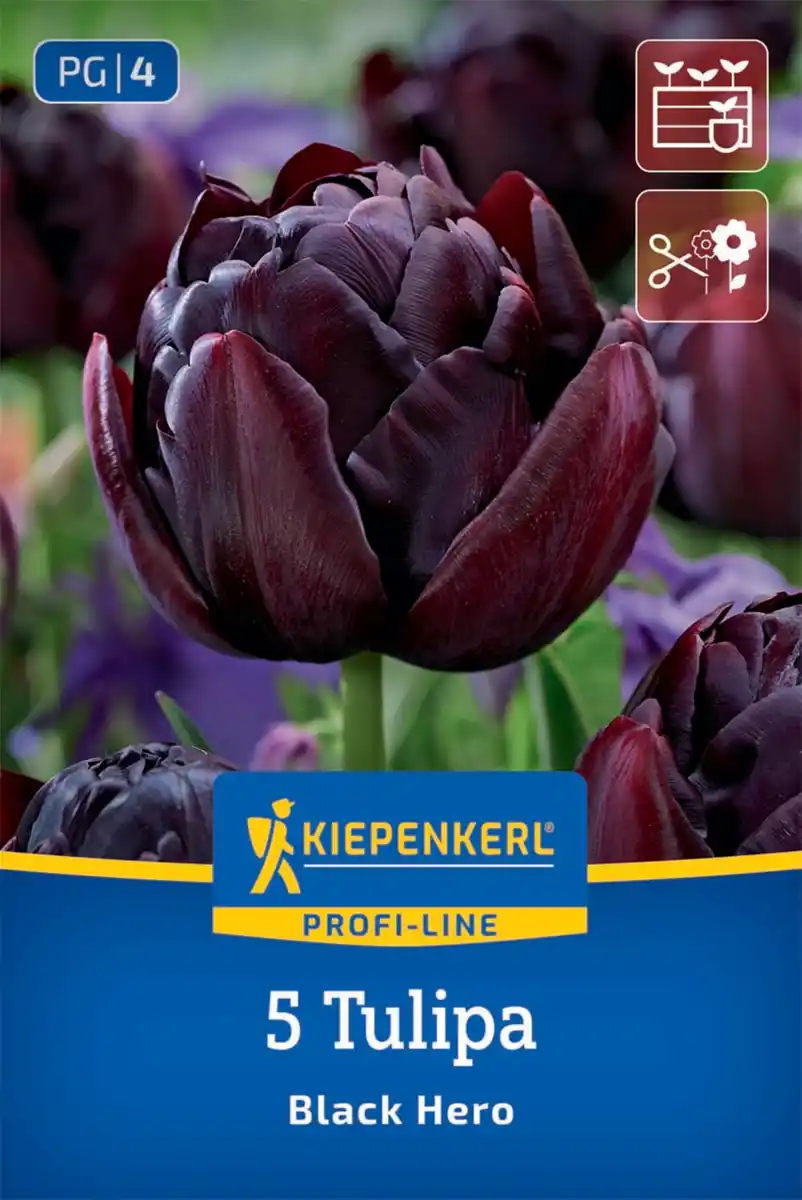 Bild 1 von Kiepenkerl Herbstblumenzwiebel Tulpen Black Hero 5 Stück